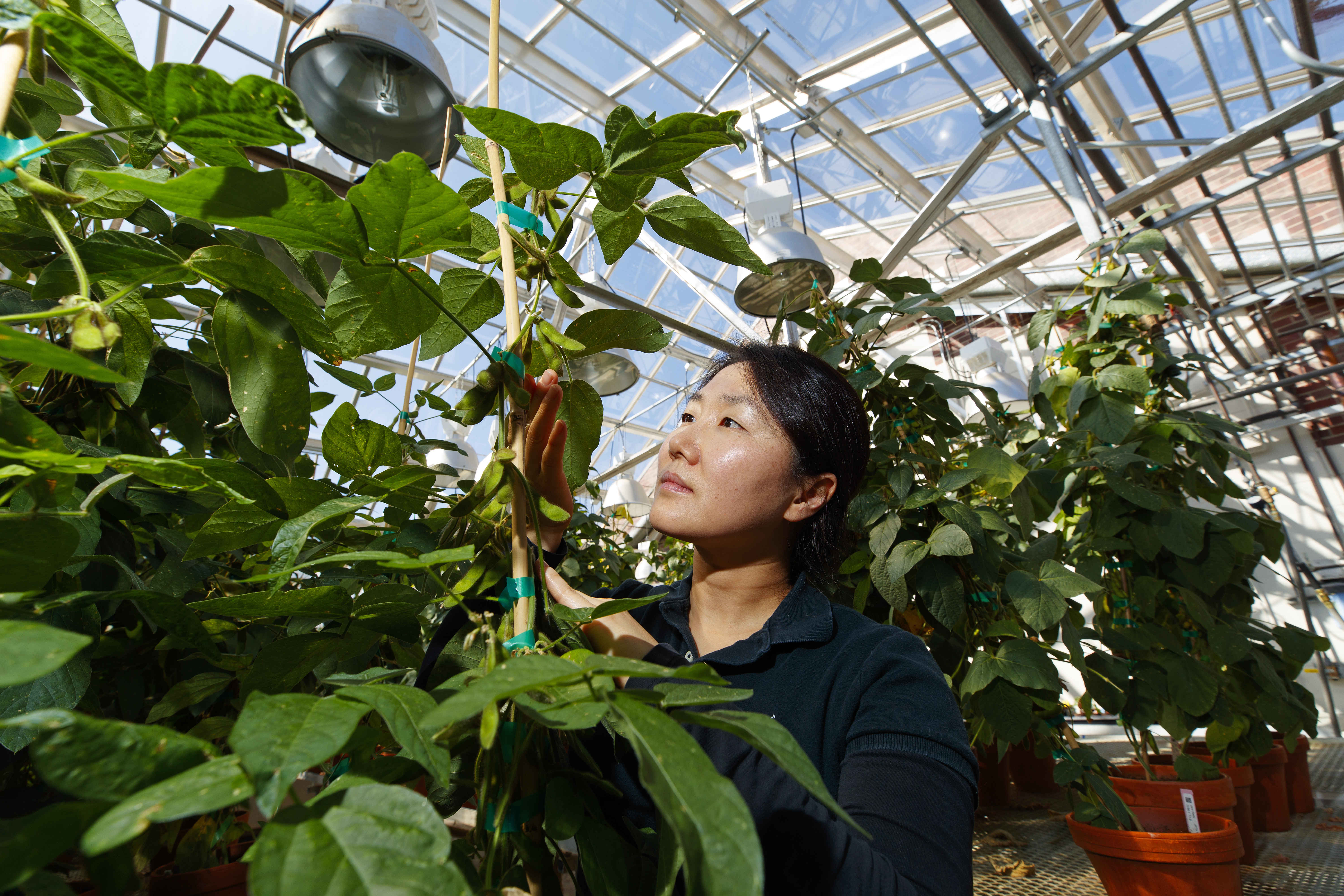 pollinating by hand