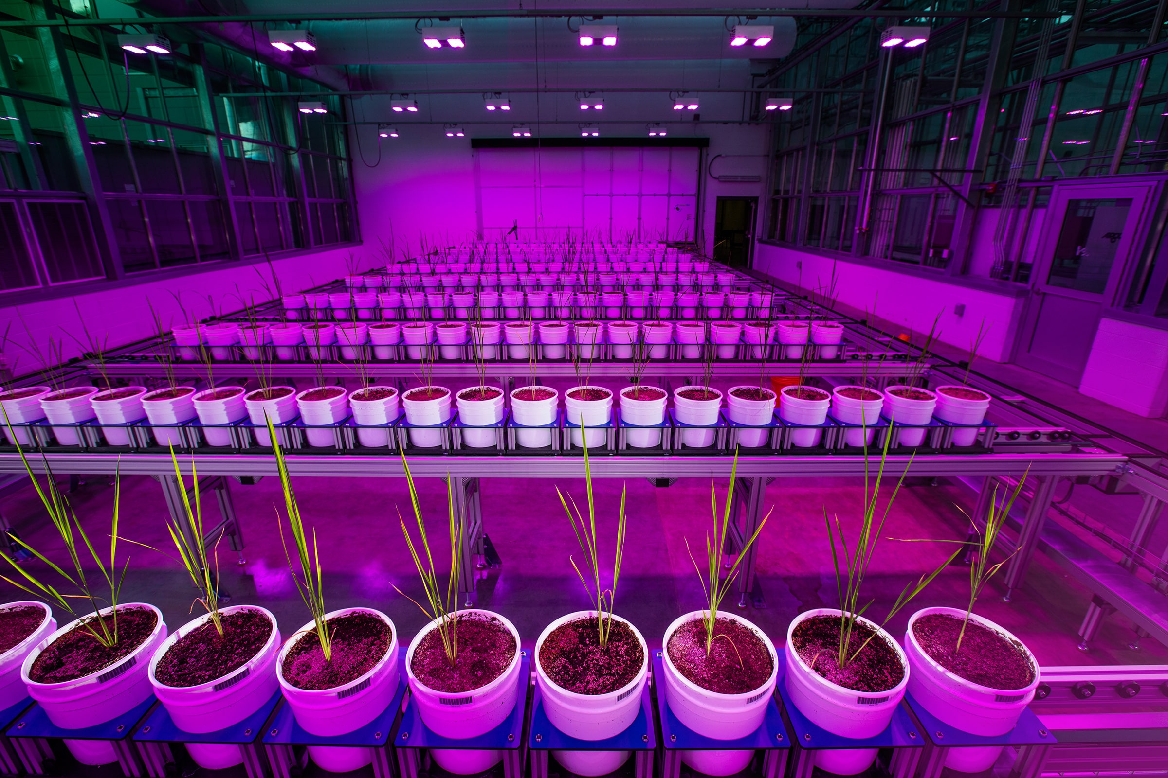 A wide angle photograph of a greenhouse under purple light.