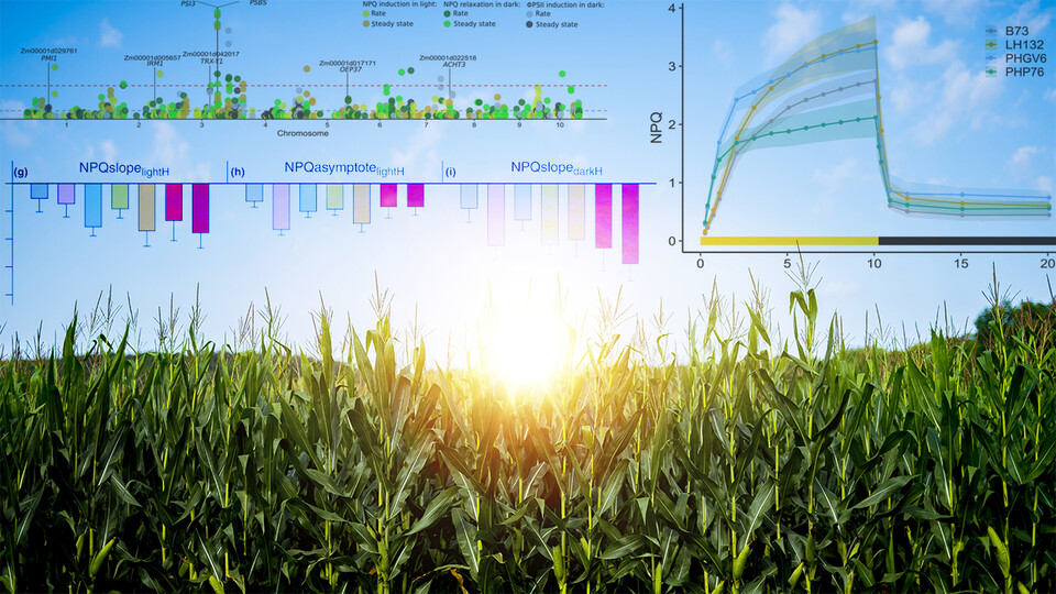 Data overlay on the sun setting on a cornfield.