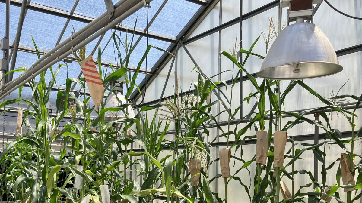 Photo of the upper part of a greenhouse with corn and a light fixture.