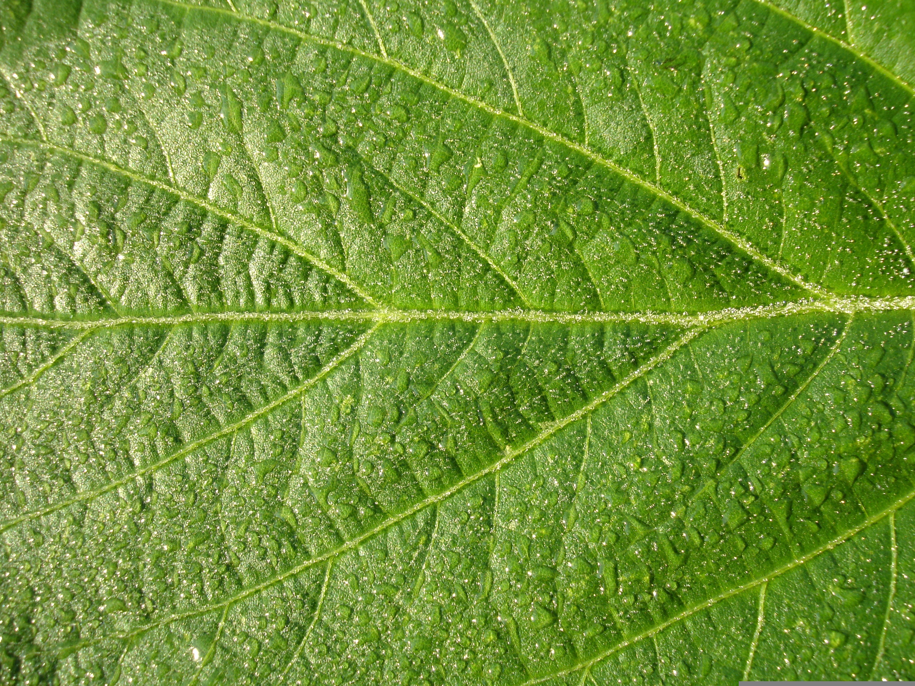 close up photo of a leaf