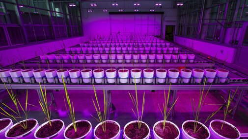 Center for Plant Science Innovation