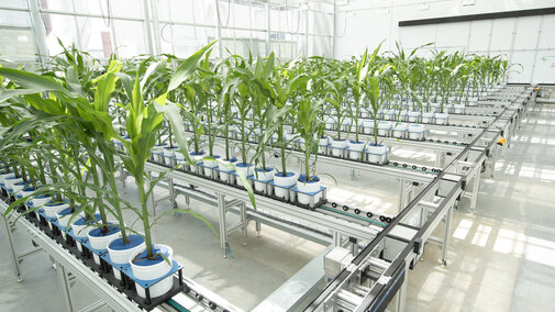 Photo of the interior of a greenhouse.