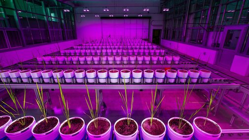 A wide angle photograph of a greenhouse under purple light.