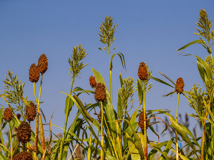 A field of Sorghum with blue sky