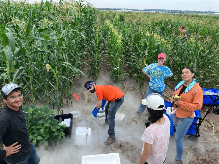 A group of people standing in a corn field.