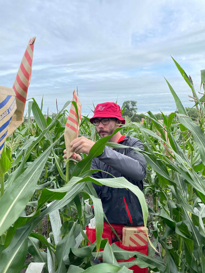 An undergraduate student crossing sweet corn lines.