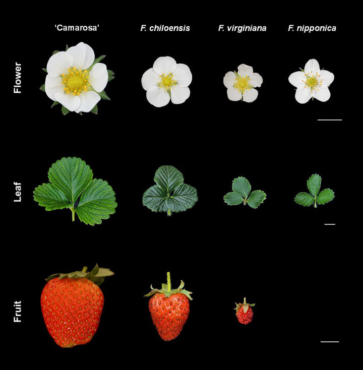 Figure of strawberries from the journal article